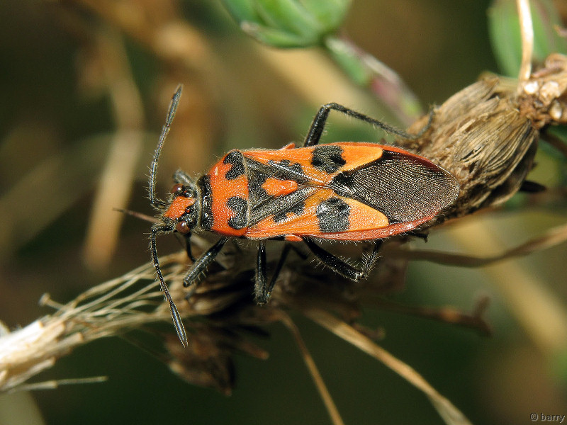 Corizus hyoscyami (Linnaeus, 1758)